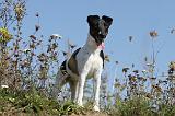 FOX TERRIER POIL LISSE 172